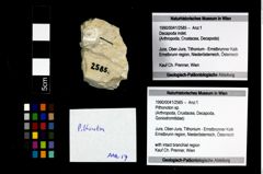 Foto (Objekt + Etikett) von Pithonoton sp.  (NHMW-GEO-1990-0041-2585)